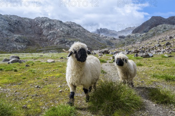 Two Valais Blacknose sheep (Ovis gmelini aries), high alpine mountain valley, Obere Senner Egete, Stubai Alps, near Ridnaun, South Tyrol, Italy, Europe