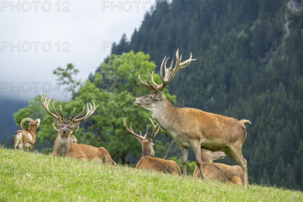 Red deer (Cervus elaphus) stag on a meadow in tirol, Kitzbühel, Wildpark Aurach, Austria, Europe