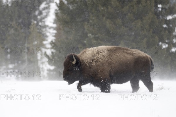 Winter in Yellowstone... American Bison (Bison bison), strong bison bull moves unimpressed through high snow during snowfall, national animal of the Americans with an eventful past, Yellowstone, Wyoming, North America, United States of America