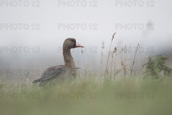 Attentive... White-fronted goose (Anser albifrons), wintering wild goose early in the morning in light fog in the high grass of a meadow, low, particularly natural-looking perspective, Bislicher Insel, Wesel district, Lower Rhine, North Rhine-Westphalia, Germany, Western Europe, Europe