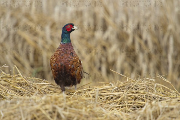 In a freshly mown grain field... Hunting pheasant (Phasianus colchicus) feels deprived of cover, secures itself on all sides, Lower Rhine, Rhine district of Neuss, North Rhine-Westphalia, Germany, Western Europe, Europe