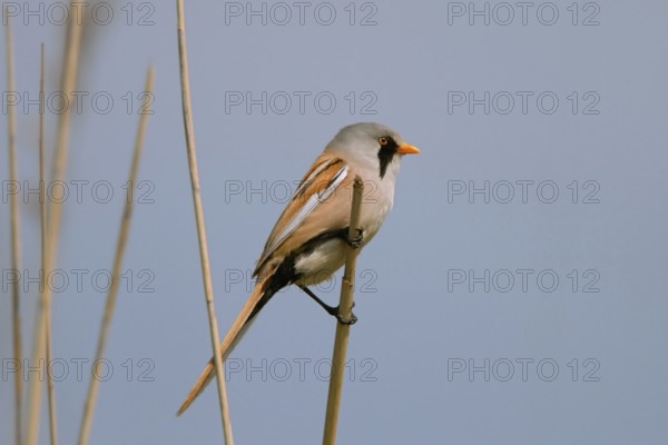 Unmistakable... Bearded Tit (Panurus biarmicus), male with typical, characteristic (eponymous) facial pattern, songbird, native birds wildlife, nature, North Holland, Netherlands, Western Europe, Male Bearded Reedling, Bearded Tit (Panurus biarmicus) in breeding dress perched on reed stem in front of clean blue background, wildlife