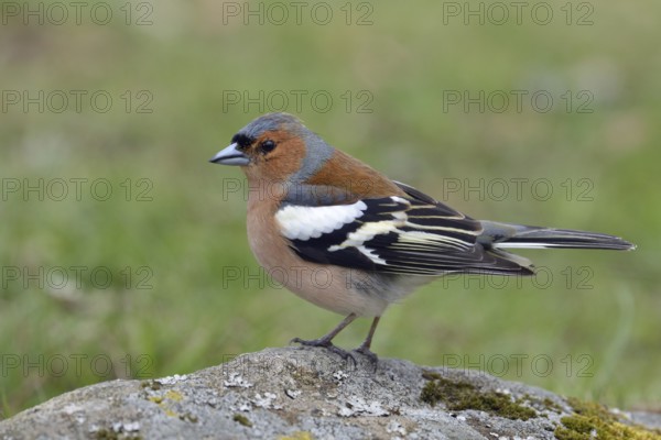 In splendour... Chaffinch (Fringilla coelebs), colourful male, one of the best-known native songbirds, common almost everywhere, North Rhine-Westphalia, Germany, Europe