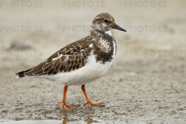 In its finery... Turnstone (Arenaria interpres) in the mudflats, limicolous migration, migratory bird in autumn, native fauna, wildlife, Germany, native birds, animals, nature, Heligoland, Schleswig-Holstein, Germany, Europe