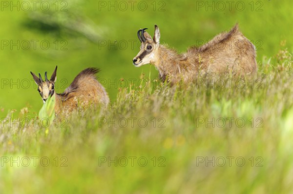 Chamois on a gently sloping green meadow, a peaceful nature scenario, chamois, chamois, (Rupicapra rupicaprae), wildlife, Vosges, France, Europe