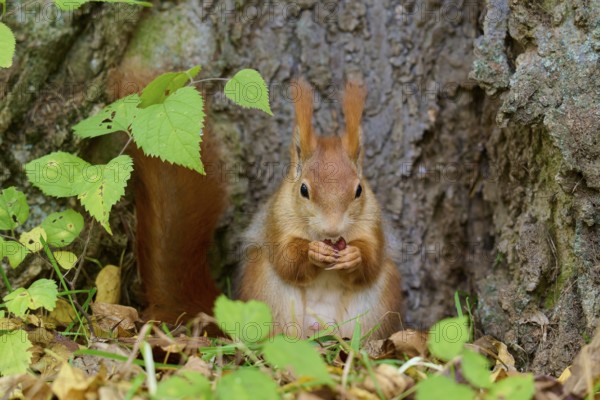 Eurasian squirrel (Sciurus vulgaris), sitting and eating in front of a tree trunk in autumnal surroundings, Germany, Europe