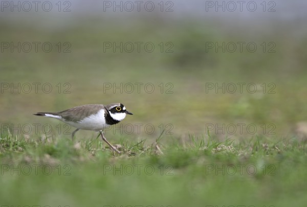 Little Ringed Plover (Charadrius dubius), Lower Rhine, North Rhine-Westphalia, Germany, Europe