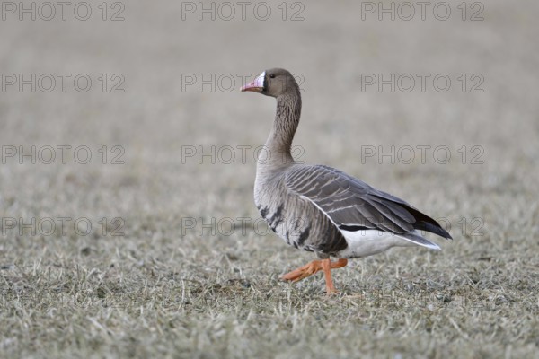 A wild goose... White-fronted goose (Anser albifrons) walking across a stubble field, full-grown adult goose with all typical characteristics, white-fronted geese are almost exclusively winter visitors in Western Europe, breeding grounds are in the far north, Lower Rhine, North Rhine-Westphalia, Germany, Western Europe, Europe