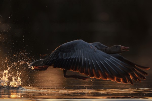 Just away from here... Greylag goose (Anser anser) flies off with loud chattering, takes off from the water, needs a powerful run-up, atmospheric backlight shot with low sun, splashing water brings dynamics into the picture, North Rhine-Westphalia, Germany, Western Europe, Europe