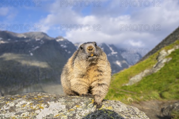 Alpine marmot (Marmota marmota) in autumn, Grossglockner, High Tauern National Park, Austria, Europe