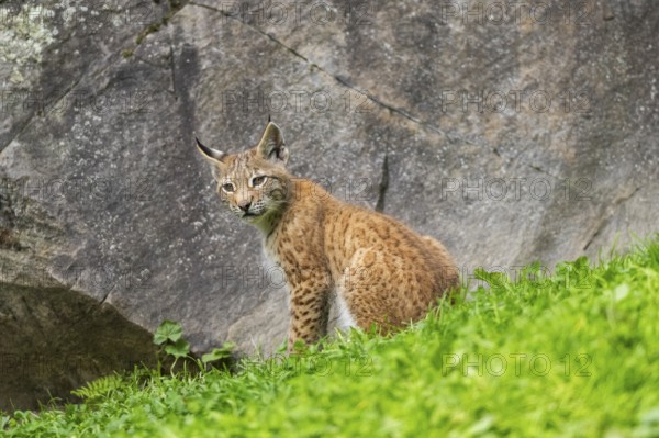 Eurasian lynx (Lynx lynx) youngster on a meadow, Bavaria, Germany, Europe