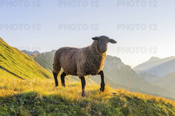 Domestic sheep (Ovis orientalis aries) at sunrise in the Mountains at Hochalpenstraße, Pinzgau, Salzburg, Austria, Europe