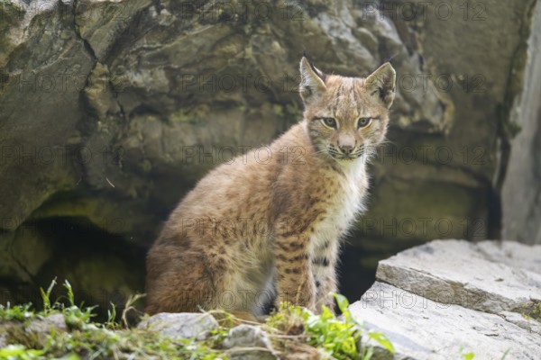 Eurasian lynx (Lynx lynx) youngster, Bavaria, Germany, Europe