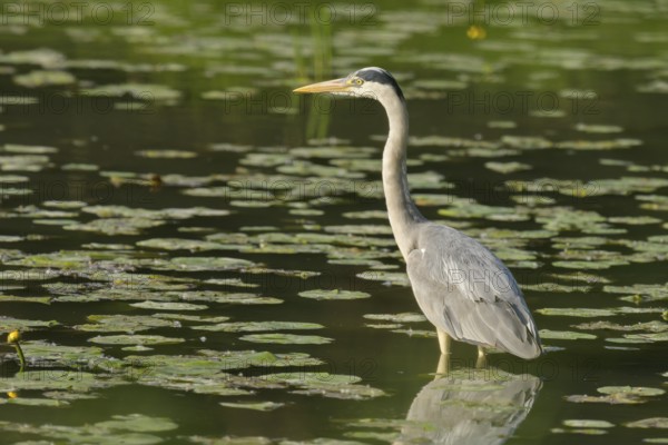 Grey heron (Ardea cinerea), water, hunting, Lower Austria