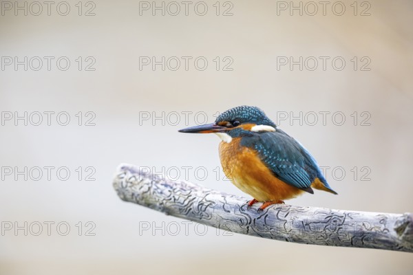 Kingfisher (Alcedo atthis) Germany