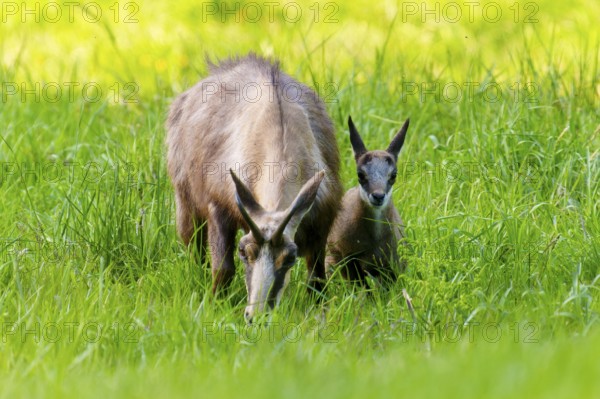 Wild animals in natural environment, mother and young in tall grass, chamois, (Rupicapra rupicaprae), wildlife, Vosges, France, Europe