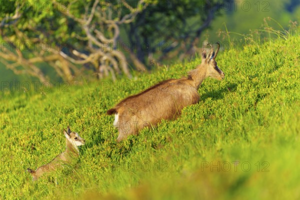 Chamois mother with young on a green slope, surrounded by trees, chamois, chamois, (Rupicapra rupicaprae), wildlife, Vosges, France, Europe