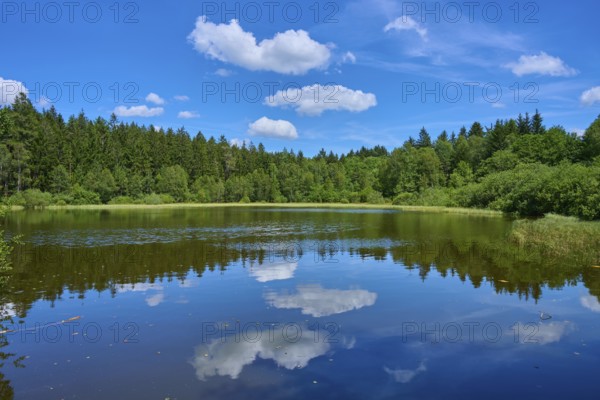 Small lake surrounded by forest, reflecting white clouds in the clear water under a deep blue sky, Mülbener See, Mülben, Waldbrunn, Neckar-Odenwald-Kreis, Odenwald, Baden-Württemberg, Germany, Europe