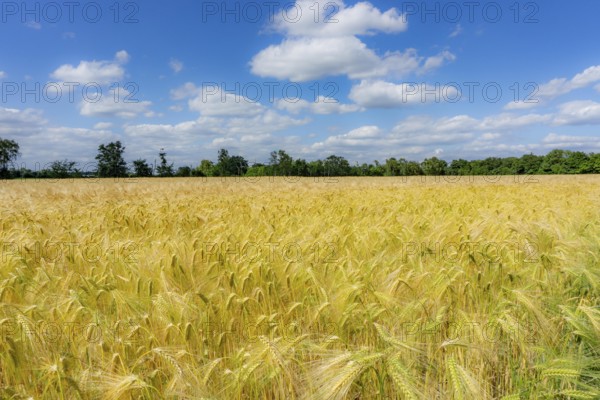 Grain field, in front of harvest, barley, near Bottrop-Kirchhellen, North Rhine-Westphalia, Germany, Europe