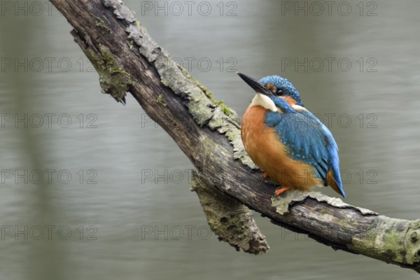 Just above the water surface... Kingfisher (Alcedo atthis), adult bird on a natural perch, worries about its safety, looks upwards during its own hunt to see if there are any dangers threatening it, kingfishers are favourite prey for many birds of prey, Lower Rhine, North Rhine-Westphalia, Germany, Western Europe, Europe
