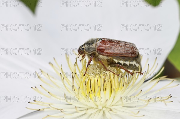 Cockchafer, field cockchafer (Melolontha melolontha), female on a clematis flower, Wilnsdorf, North Rhine-Westphalia, Germany, Europe