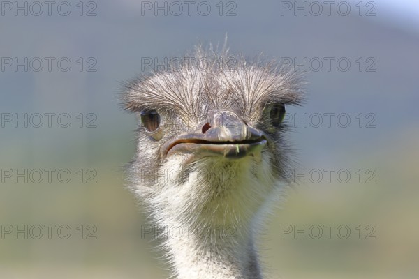 Common ostrich (Struthio camelus), portrait, captive, Rhineland-Palatinate, Germany, Europe