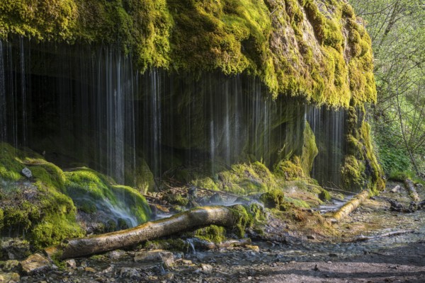 Dietfurt Waterfall, a moss waterfall in the Wutach Gorge, Black Forest, Baden-Württemberg, Germany, Europe