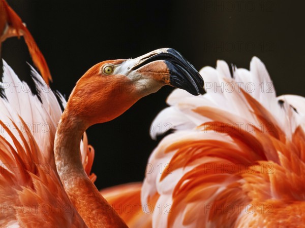 American flamingo, Phoenicopterus ruber, group of birds