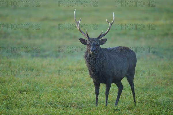 Sika deer (Cervus nippon), in a meadow at dawn, natural antlers visible, Germany, Europe