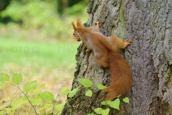 Eurasian squirrel (Sciurus vulgaris), climbing up the side of a tree trunk with leaves on the ground, Germany, Europe