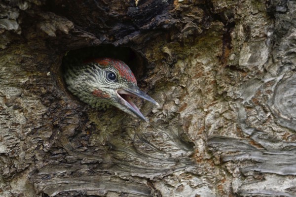Begging call... Green woodpecker (Picus viridis), almost fledged young woodpecker looks out of its nesting cavity, calls loudly for food, begs loudly, North Rhine-Westphalia, Germany, Western Europe, Europe