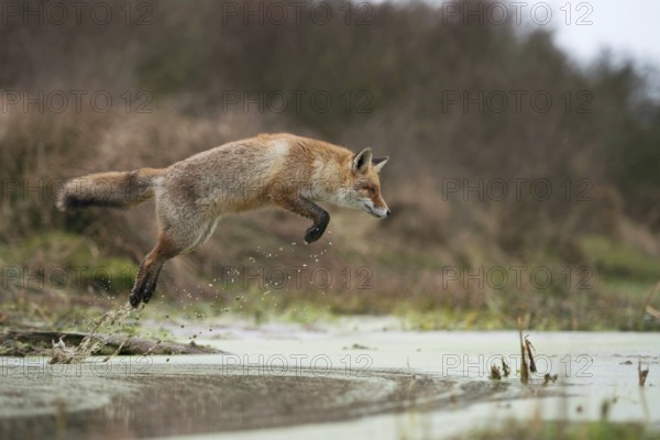 Red fox (Vulpes vulpes) in a powerful, high jump, jumping over a body of water, in natural surroundings, native wild animals, wildlife, native nature, North Holland, Netherlands, Western Europe