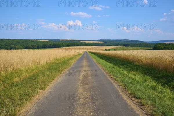 Long country road through golden and green fields under a blue sky with white clouds, summer, Thüngen, Main Spessart district, Bavaria, Germany, Europe