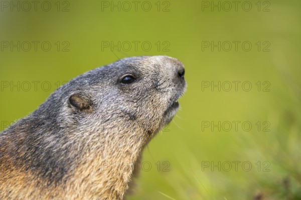 Alpine marmot (Marmota marmota) in autumn, Grossglockner, High Tauern National Park, Austria, Europe