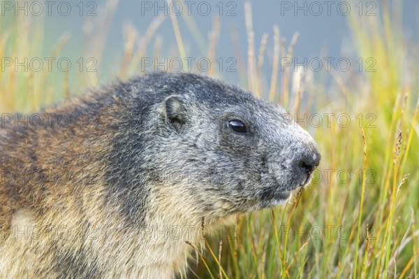 Alpine marmot (Marmota marmota) in autumn, Grossglockner, High Tauern National Park, Austria, Europe