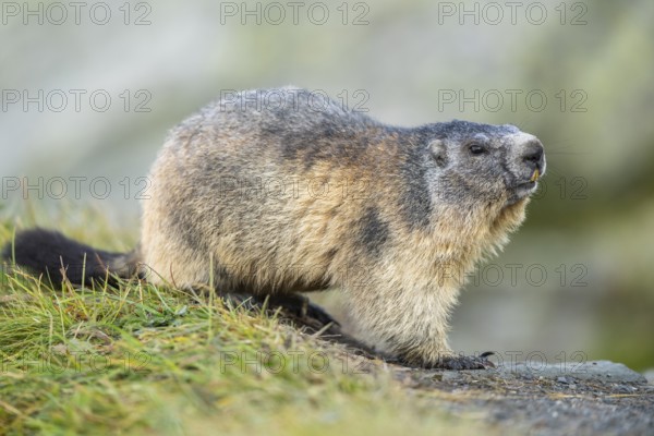 Alpine marmot (Marmota marmota) in autumn, Grossglockner, High Tauern National Park, Austria, Europe