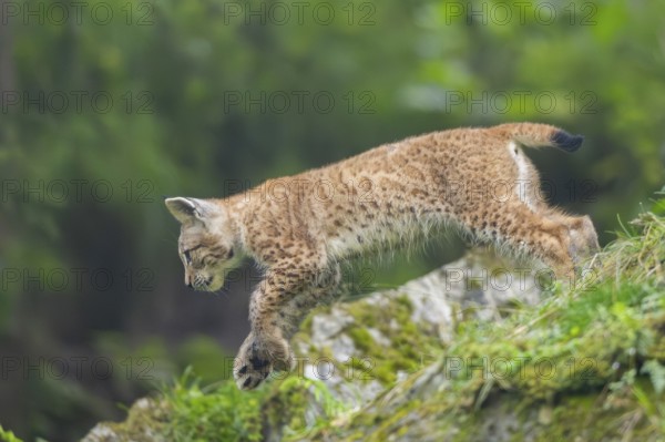 Eurasian lynx (Lynx lynx) youngster on a rock, Bavaria, Germany, Europe