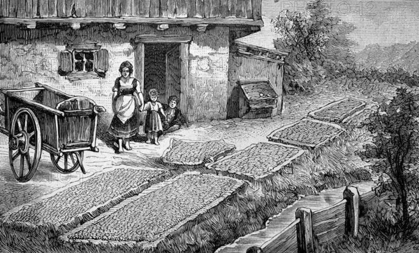 Harvest of corn, corn, in the Bavarian Alps, Bavaria, Germany, drying of corn cobs, agriculture, illustration from 1894, reproduction, digitally enhanced, historical, Europe
