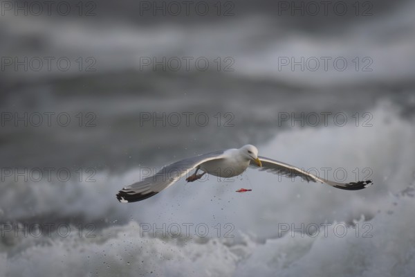 Herring gull (Larus argentatus) in the surf, red piece of plastic that was captured and then spat out again, Hvide Sande, North Sea, Denmark, Europe