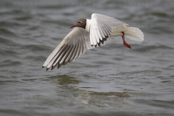 Black-headed gull (Chroicocephalus ridibundus) in summer plumage, flying above the sea surface, looking for small fish, near Hvide Sande, Ringkøbing Fjord, North Sea, Denmark, Europe