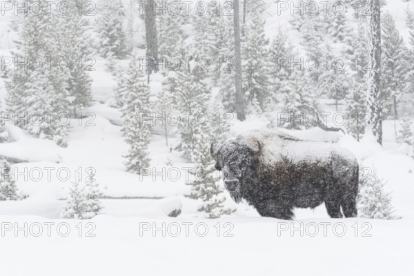 American Bison (Bison bison) in deep winter with heavy snowfall, old, strong bull covered by ice and snow, in typical wide surroundings, nature in Yellowstone NP, Wyoming, USA, Yellowstone, North America, United States of America, North America