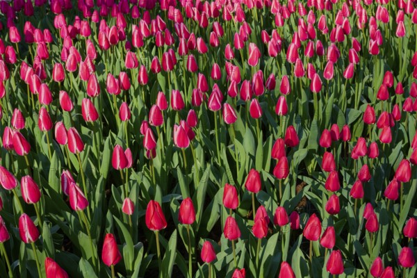Field full of bright red tulips in a park, Keukenhof, Lisse, province of South Holland, Netherlands