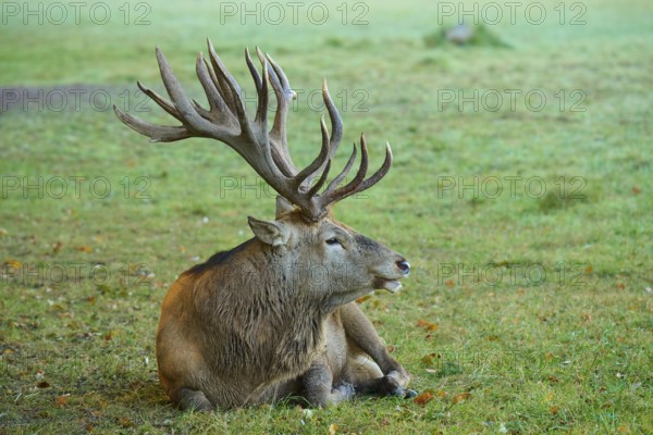 Red deer (Cervus elaphus), with impressive antlers lying on a green meadow, Germany, Europe