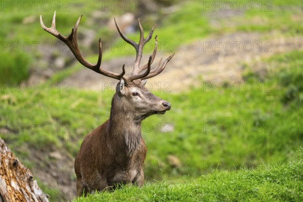 Red deer (Cervus elaphus) stag on a meadow, Bavaria, Germany, Europe