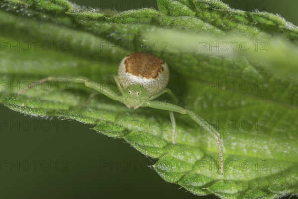 A Diaea dorsata (Diaea dorsata) in mantis position on a green leaf, abdomen with distinctive brown pattern, Baden-Württemberg, Germany, Europe
