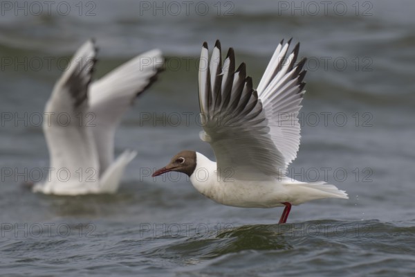 Black-headed gull (Chroicocephalus ridibundus) in summer plumage, flying above the sea surface, looking for small fish, near Hvide Sande, Ringkøbing Fjord, North Sea, Denmark, Europe