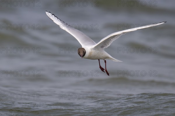 Black-headed gull (Chroicocephalus ridibundus) in summer plumage, flying above the water surface, looking for small fish, near Hvide Sande, Ringkøbing Fjord, North Sea, Denmark, Europe
