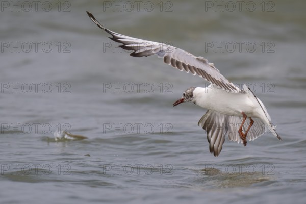 One-year-old black-headed gull (Chroicocephalus ridibundus) in summer plumage, flying over the sea surface looking for small fish, near Hvide Sande, Ringkøbing Fjord, North Sea, Denmark, Europe