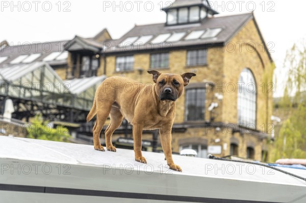 Brown dog standing on narrowboat roof, enjoying a sunny day on regent's canal in city of london, uk