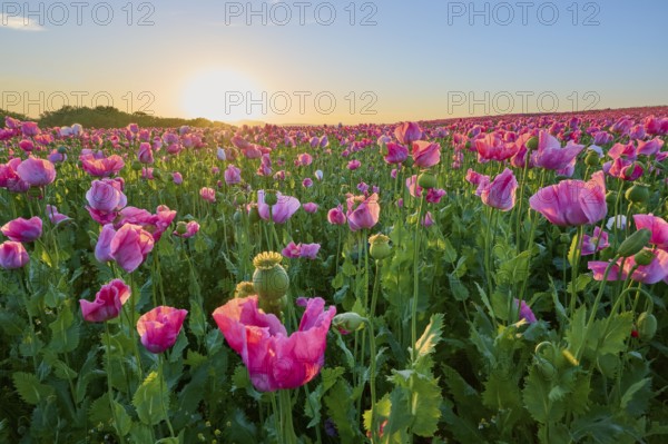 Opium poppy (Papaver somniferum), wide poppy field under a sunny sky, summer, Germerode, Geo nature park Park Frau-Holle-Land, Hoher Meissner, Hesse, Germany, Europe